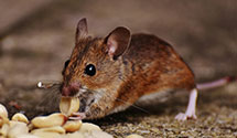 24 Hour & Emergency Exterminators in Princewick, WV